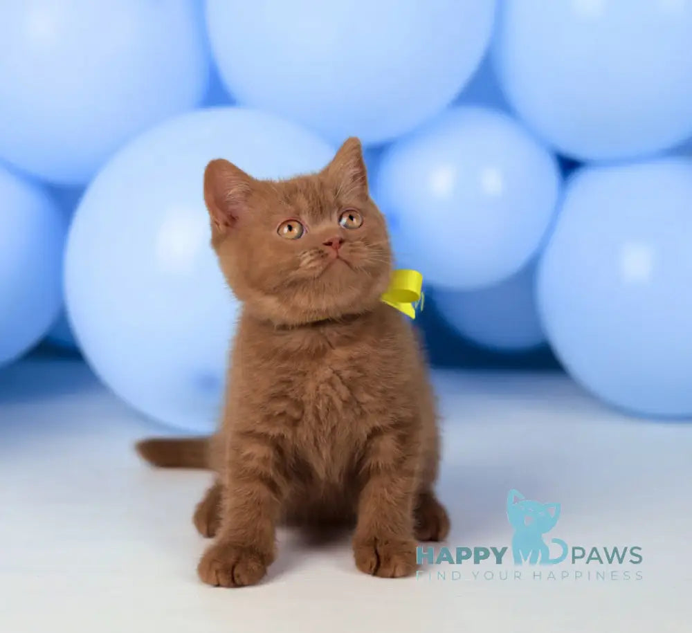 Yasmine British Shorthair female cinnamon live animals