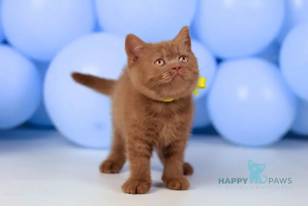 Yasmine British Shorthair female cinnamon live animals