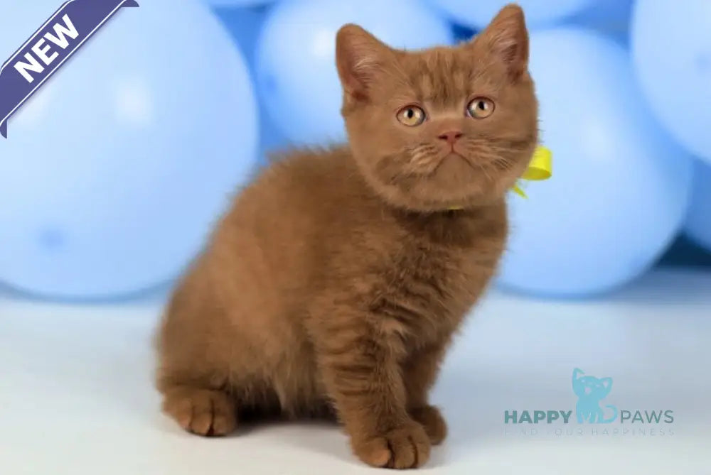 Yasmine British Shorthair female cinnamon live animals