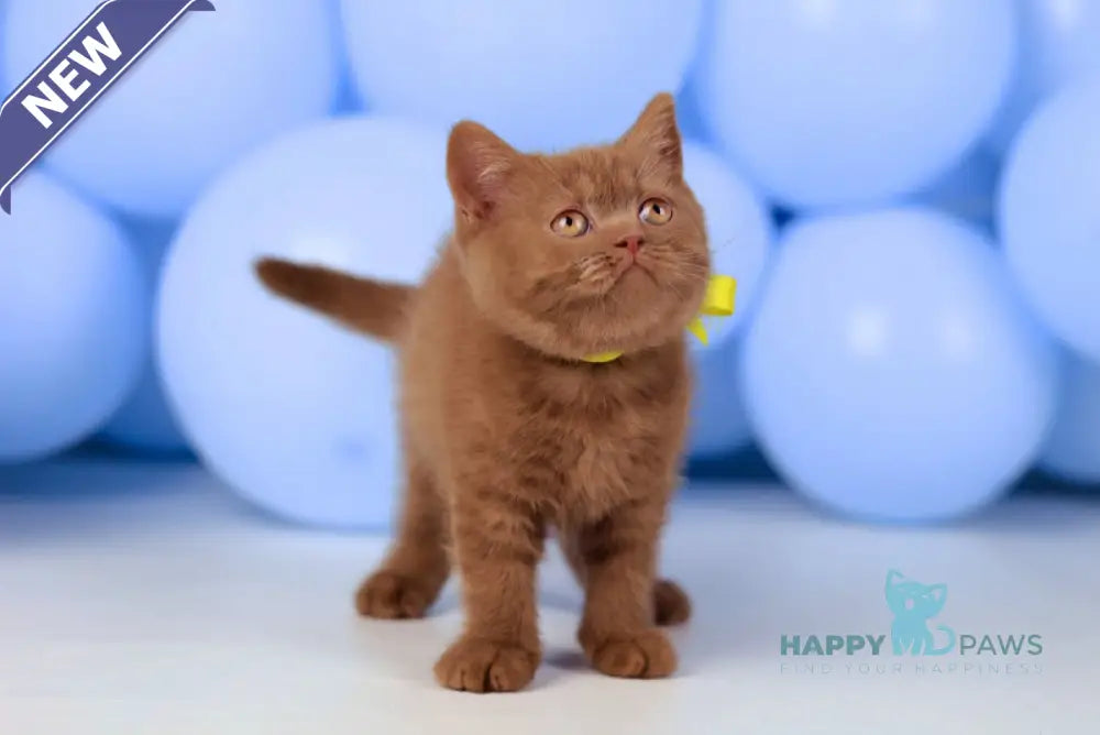 Yasmine British Shorthair female cinnamon live animals
