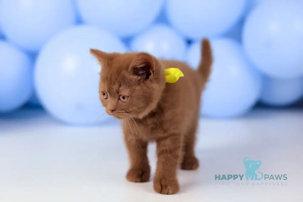 Yasmine British Shorthair female cinnamon live animals