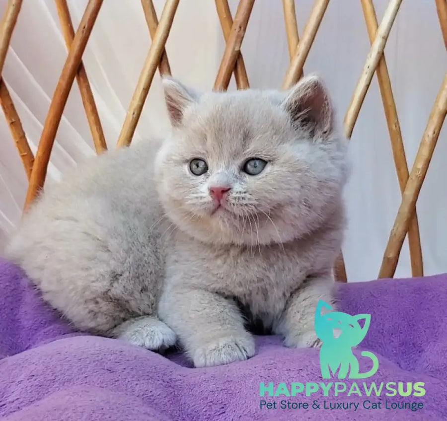Yasmine British Shorthair female fawn - live animals