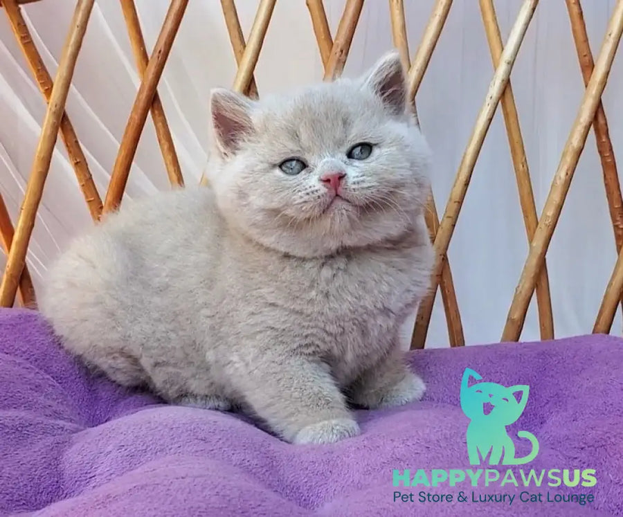 Yasmine British Shorthair female fawn - live animals