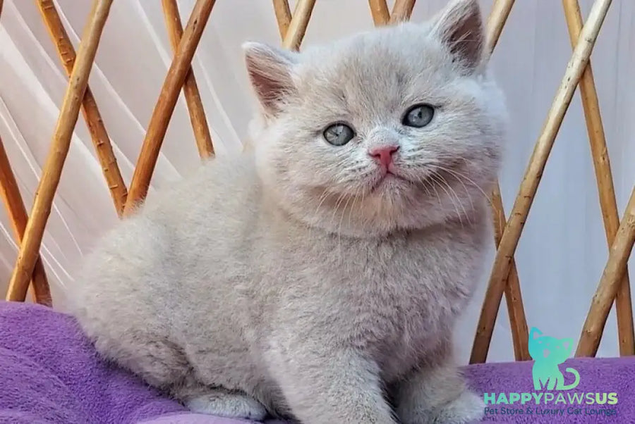 Yasmine British Shorthair female fawn - live animals