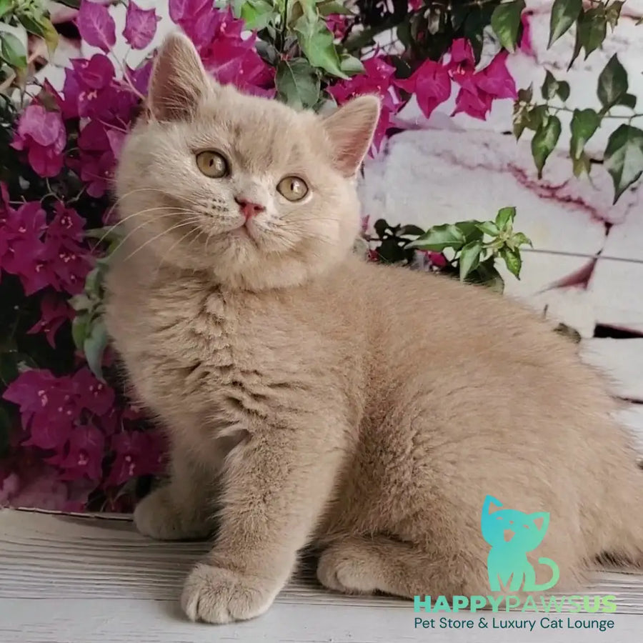 Yasmine British Shorthair female fawn - live animals