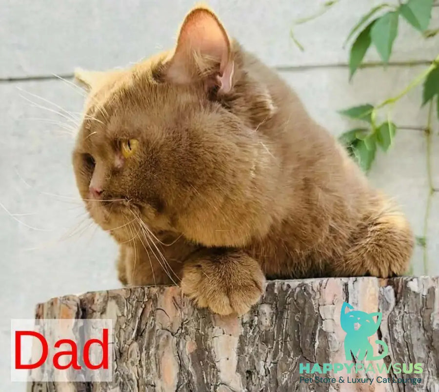 Yasmine British Shorthair female fawn - live animals