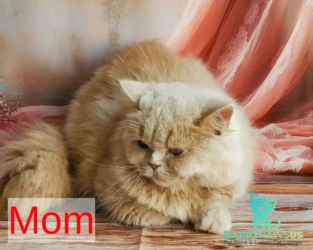Yasmine British Shorthair female fawn - live animals