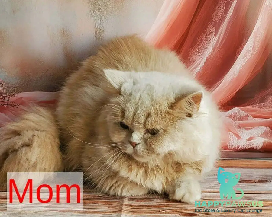Yasmine British Shorthair female fawn - live animals