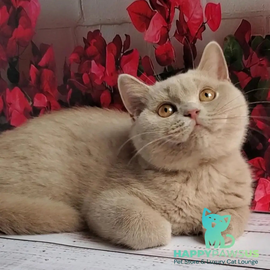 Yasmine British Shorthair female fawn - live animals