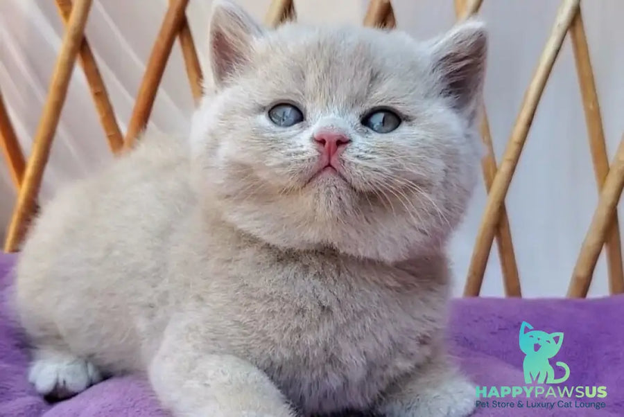 Yasmine British Shorthair female fawn - live animals