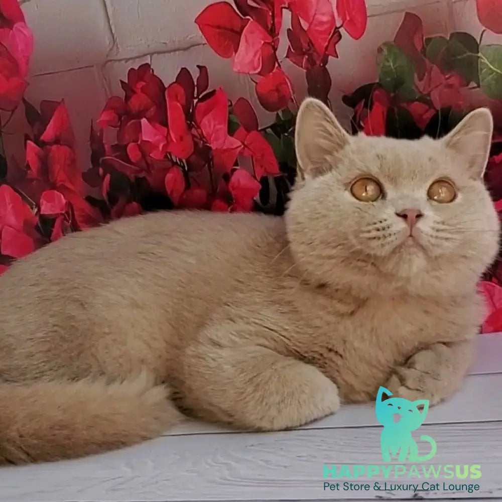 Yasmine British Shorthair female fawn - live animals