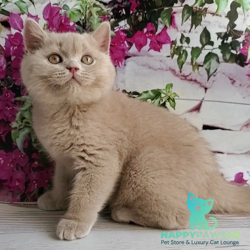 Yasmine British Shorthair female fawn - live animals