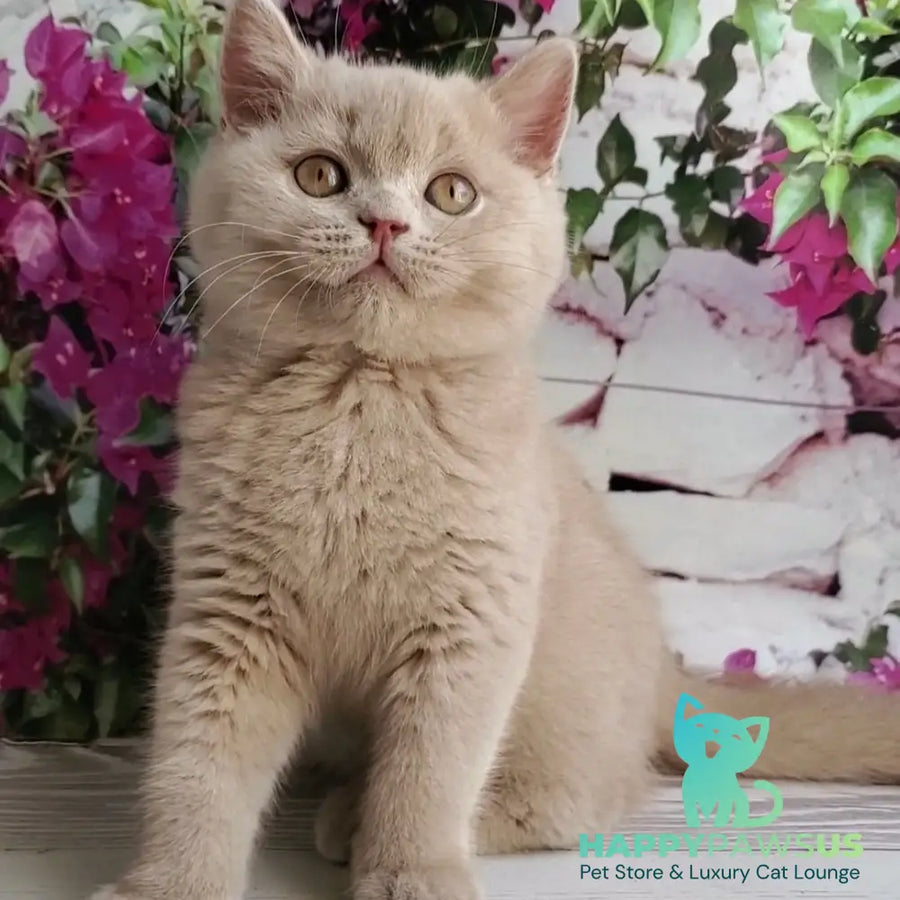 Yasmine British Shorthair female fawn - live animals