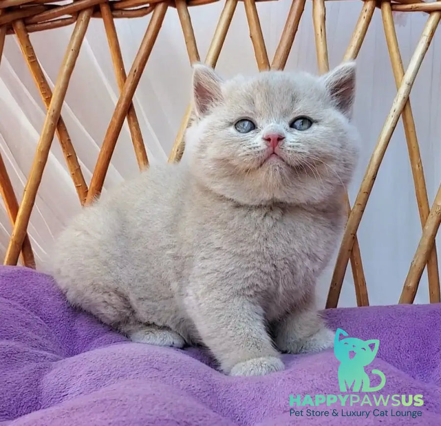 Yasmine British Shorthair female fawn - live animals
