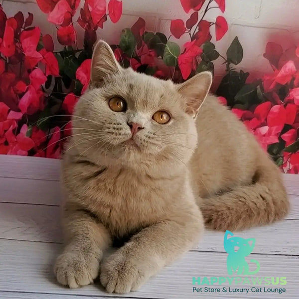 Yasmine British Shorthair female fawn - live animals