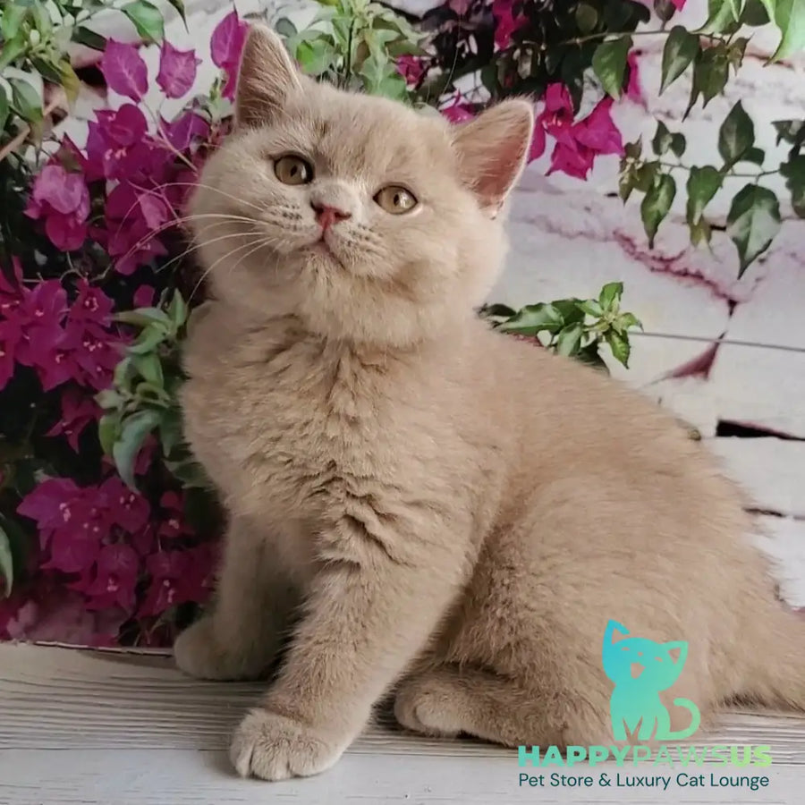 Yasmine British Shorthair female fawn - live animals