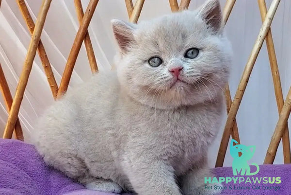 Yasmine British Shorthair female fawn - live animals