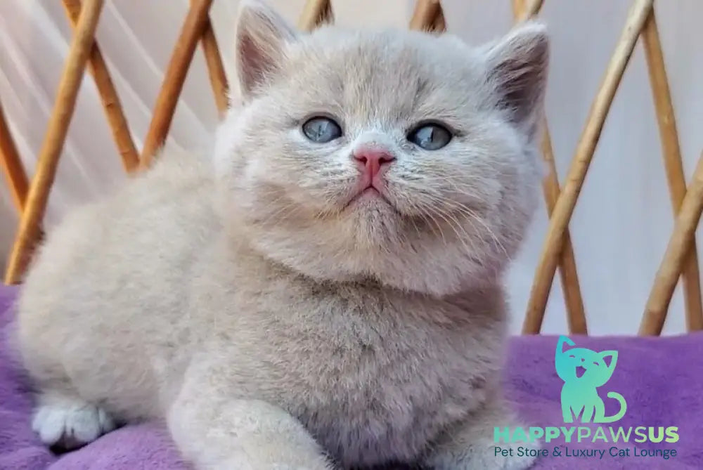 Yasmine British Shorthair female fawn - live animals