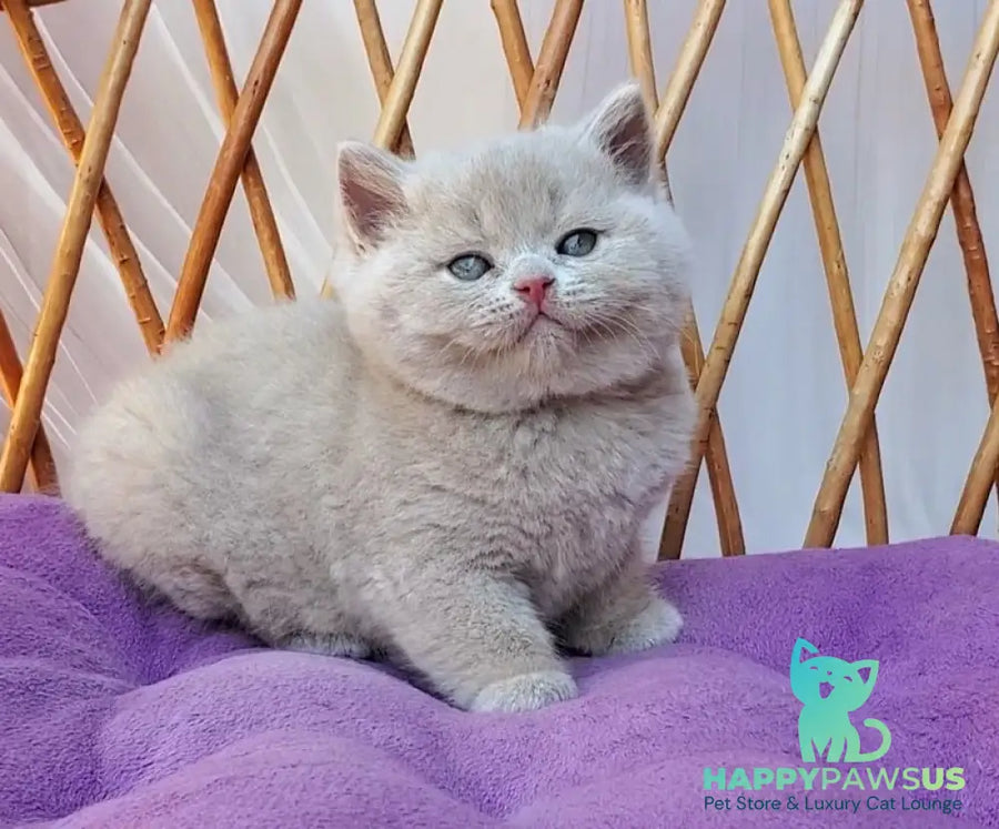 Yasmine British Shorthair female fawn - live animals