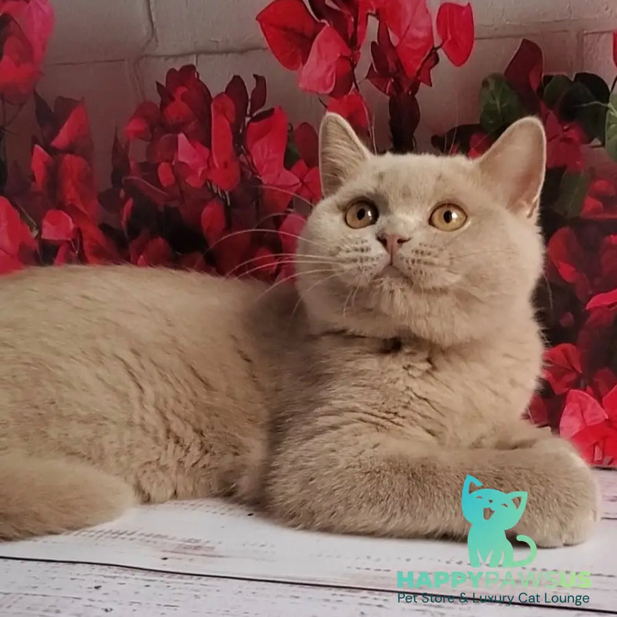 Yasmine British Shorthair female fawn - live animals