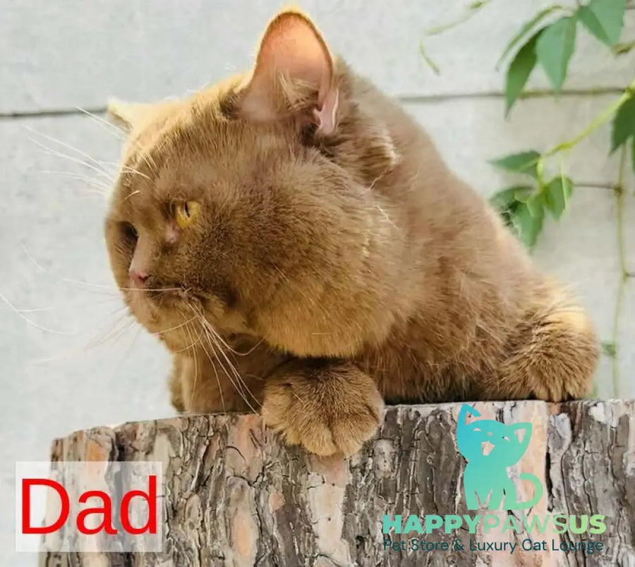 Yasmine British Shorthair female fawn - live animals