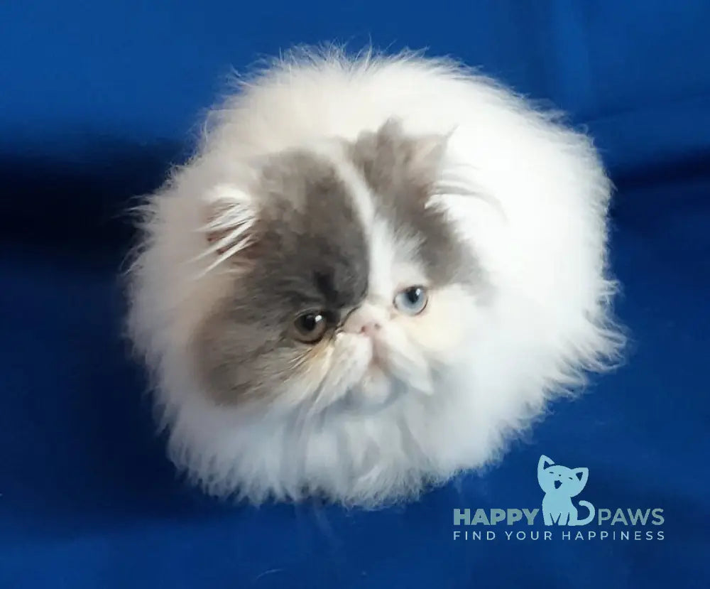Yasmine Persian female blue van live animals