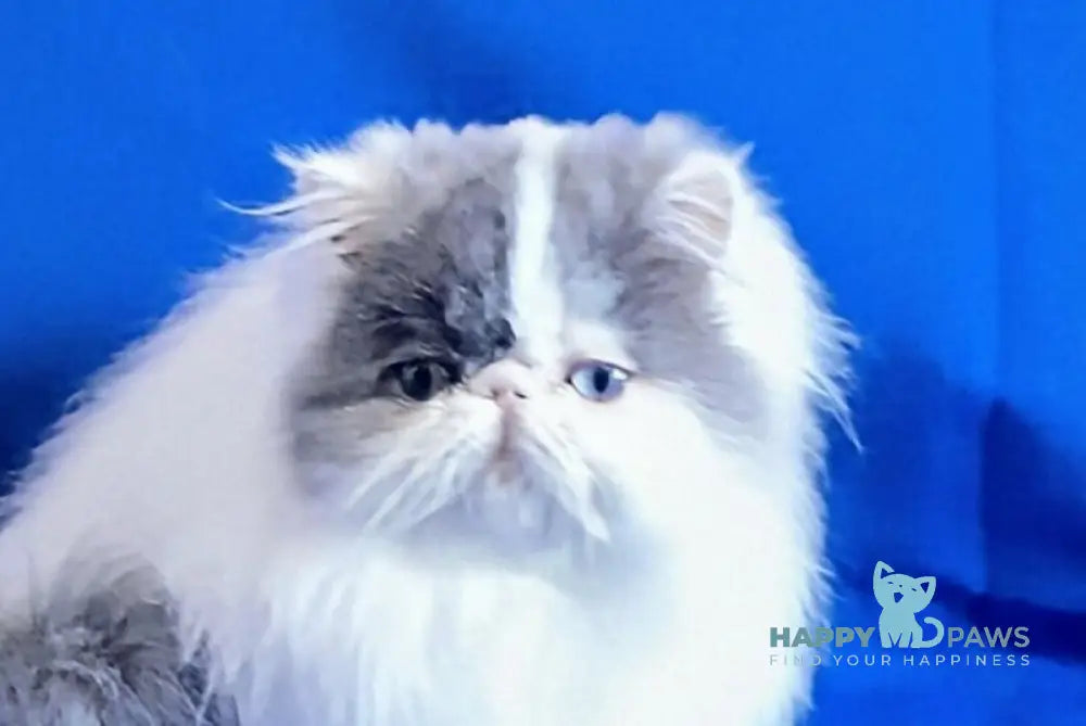 Yasmine Persian female blue van live animals