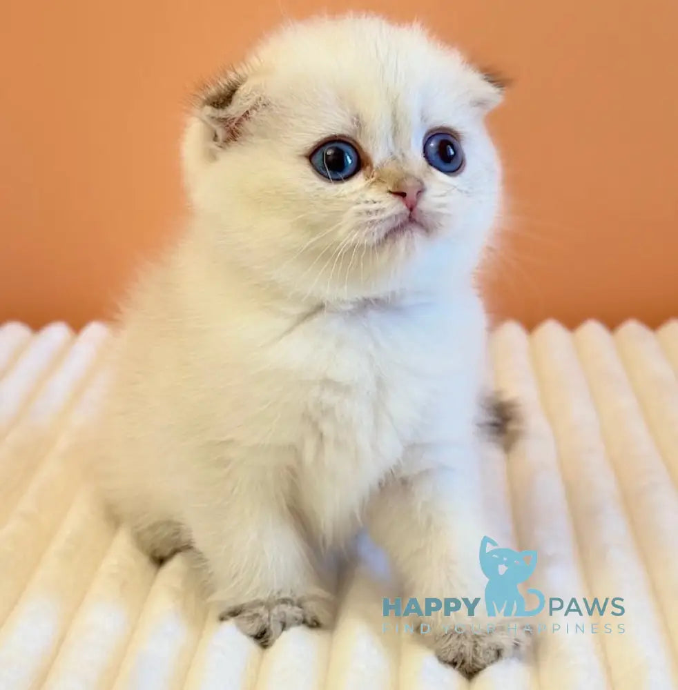 Yasmine Scottish Fold female black golden shaded pointed live animals