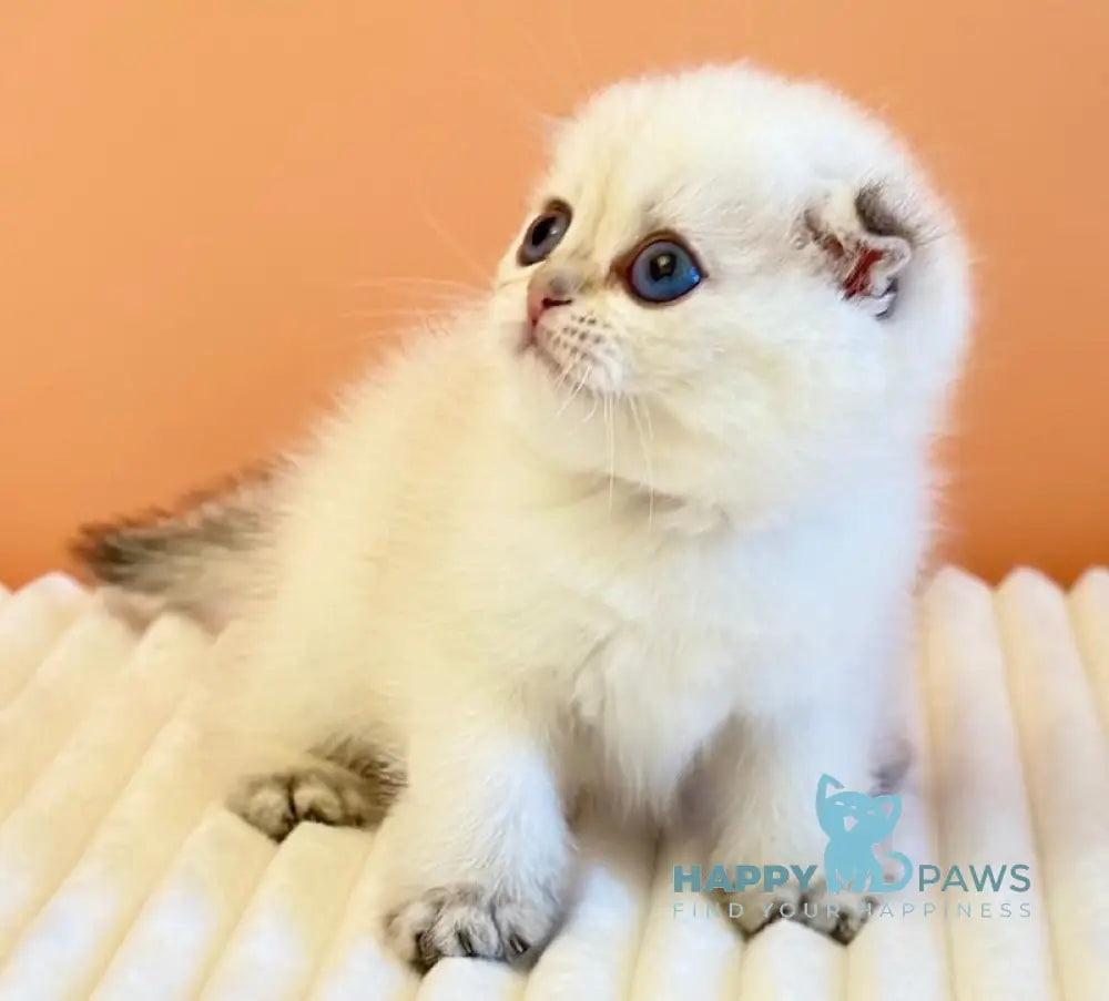 Yasmine Scottish Fold female black golden shaded pointed live animals