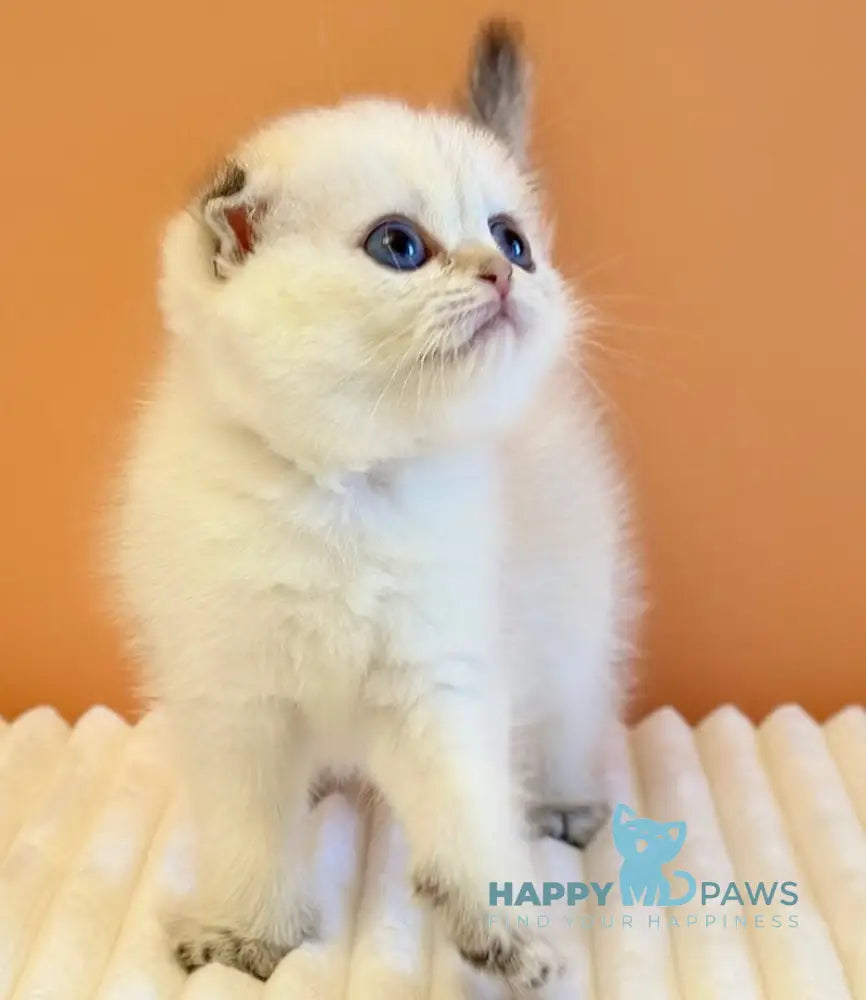 Yasmine Scottish Fold female black golden shaded pointed live animals