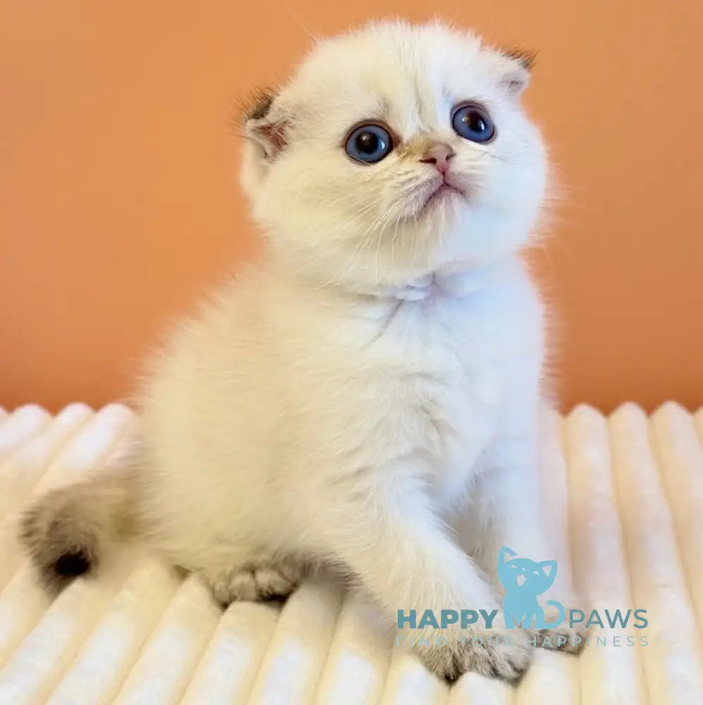 Yasmine Scottish Fold female black golden shaded pointed live animals