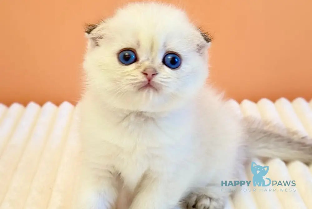 Yasmine Scottish Fold female black golden shaded pointed live animals