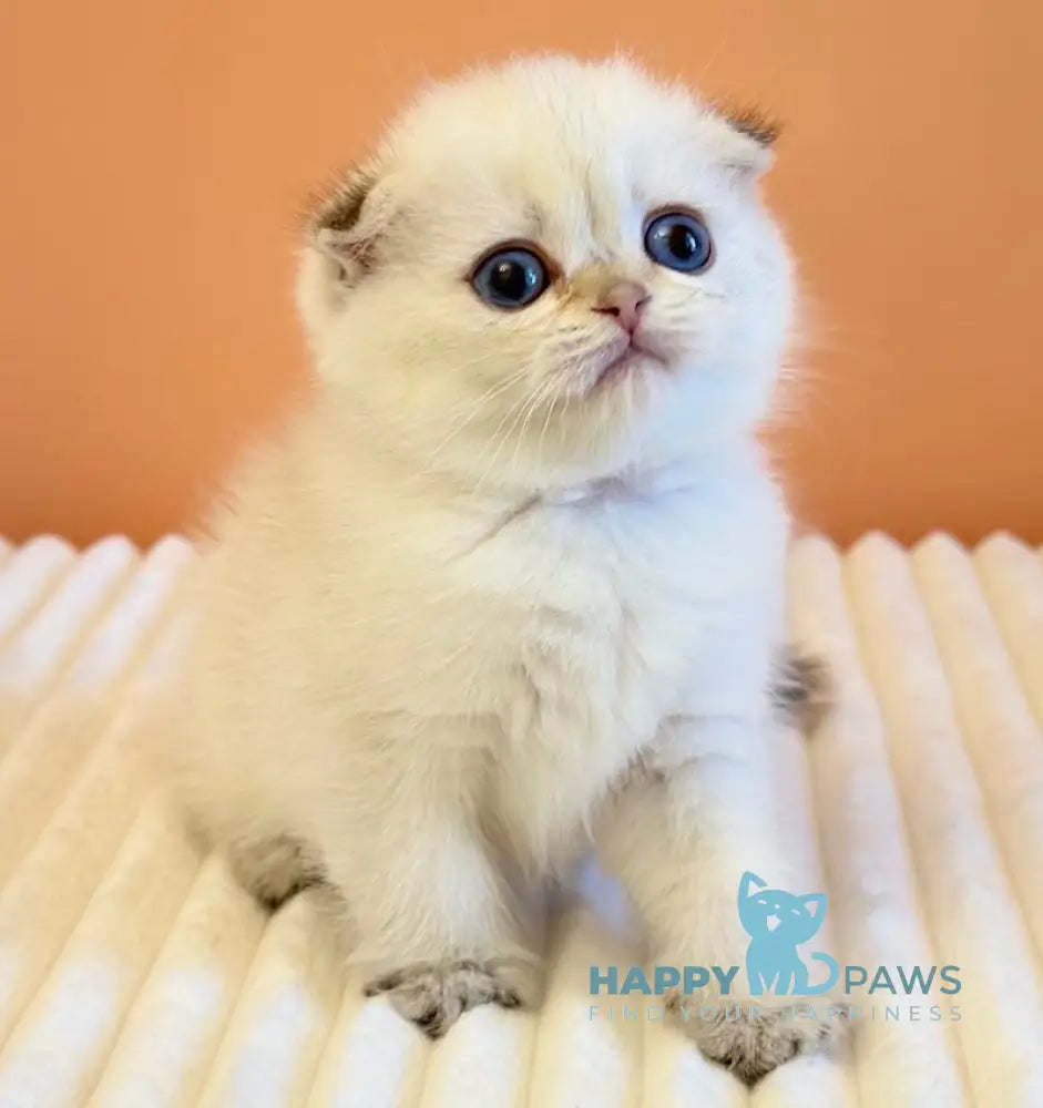 Yasmine Scottish Fold female black golden shaded pointed live animals