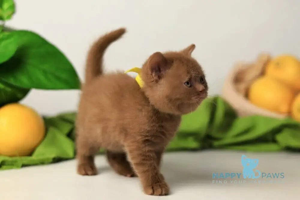 Yasna British Shorthair female cinnamon live animals