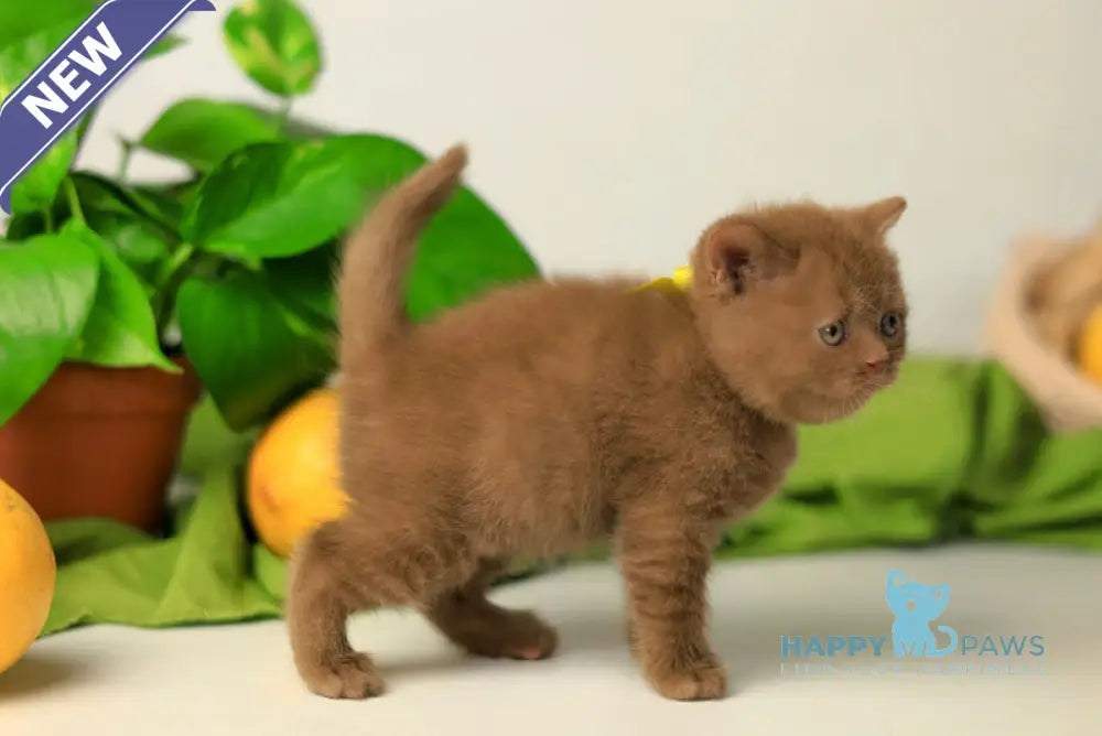 Yasna British Shorthair female cinnamon live animals
