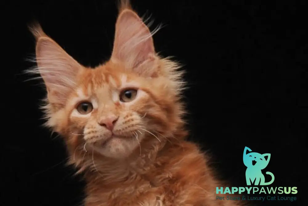 Yason Maine Coon male red live animals