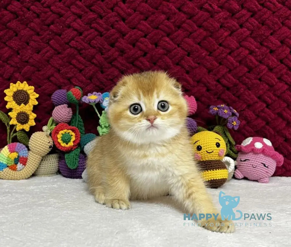 Yason Scottish Fold male black golden shaded live animals