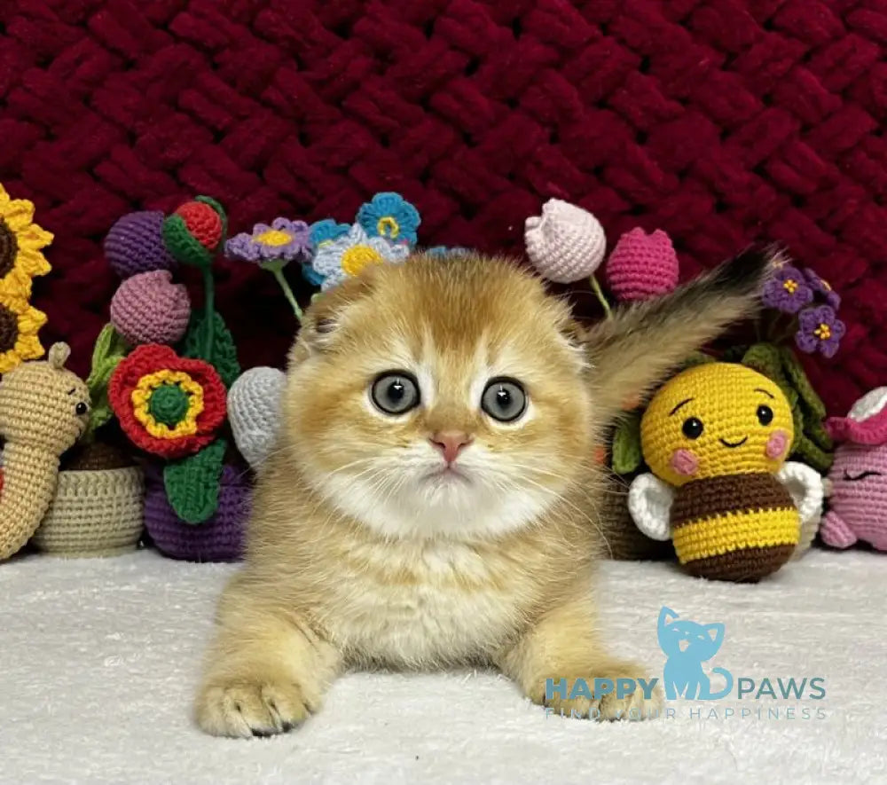 Yason Scottish Fold male black golden shaded live animals