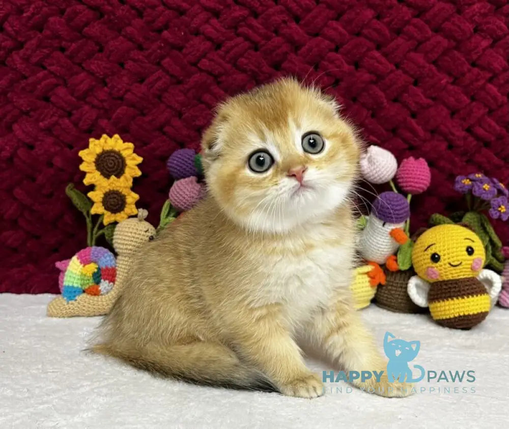 Yason Scottish Fold male black golden shaded live animals