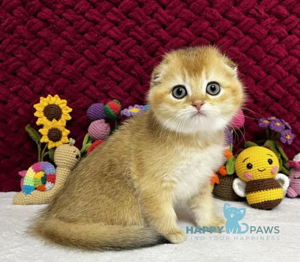 Yason Scottish Fold male black golden shaded live animals