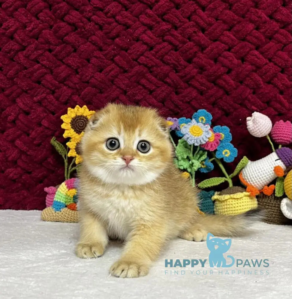 Yason Scottish Fold male black golden shaded live animals