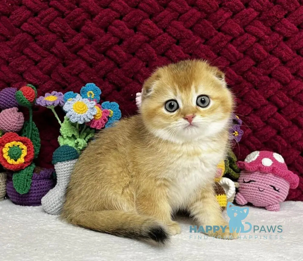 Yason Scottish Fold male black golden shaded live animals