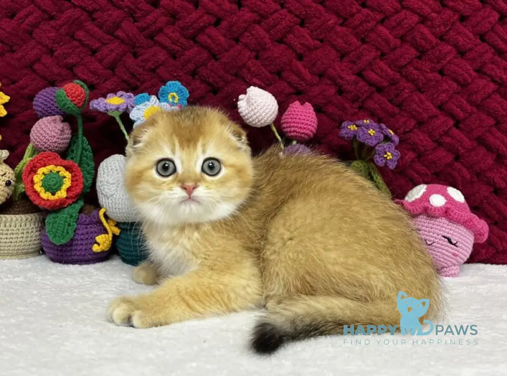 Yason Scottish Fold male black golden shaded live animals