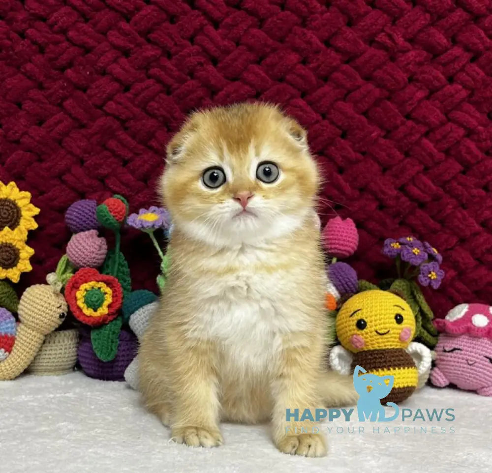 Yason Scottish Fold male black golden shaded live animals
