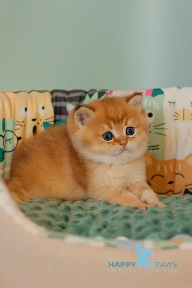 Yason Scottish Straight male black golden shaded live animals