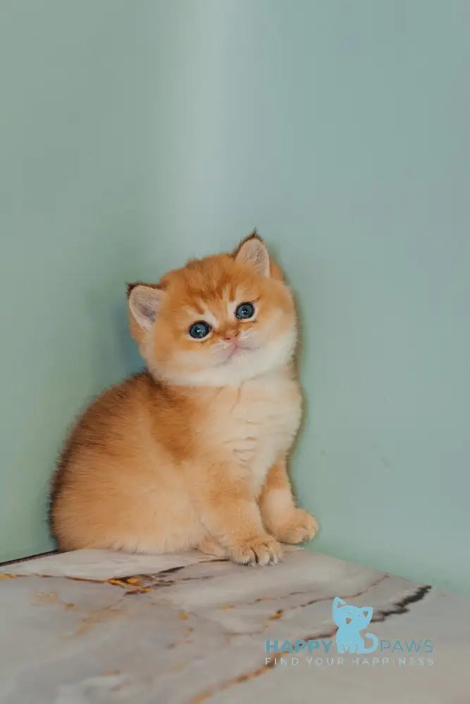 Yason Scottish Straight male black golden shaded live animals