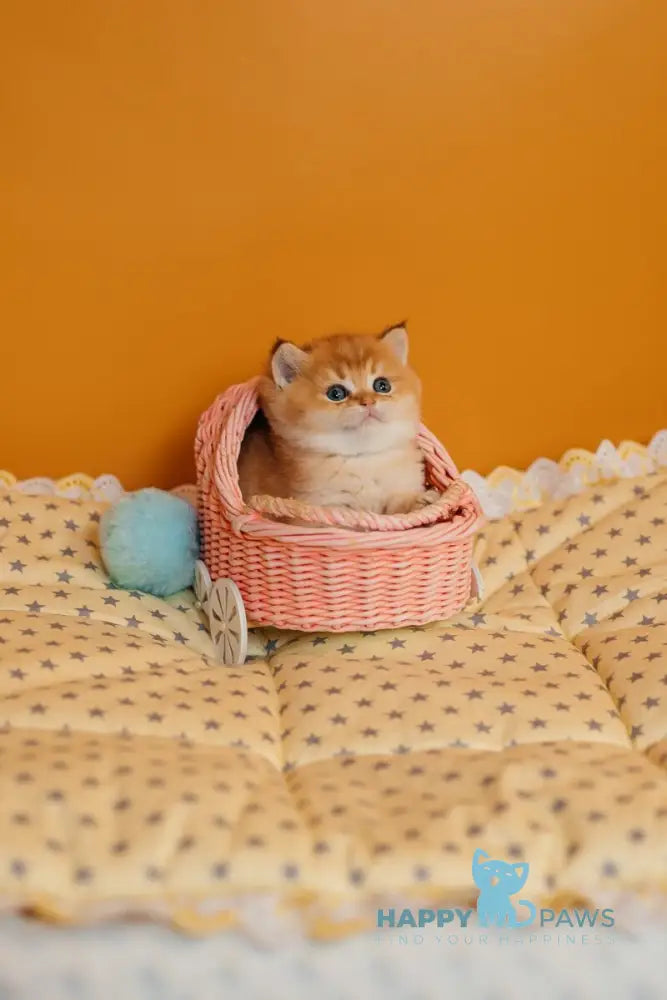 Yason Scottish Straight male black golden shaded live animals