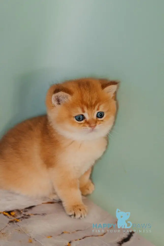 Yason Scottish Straight male black golden shaded live animals