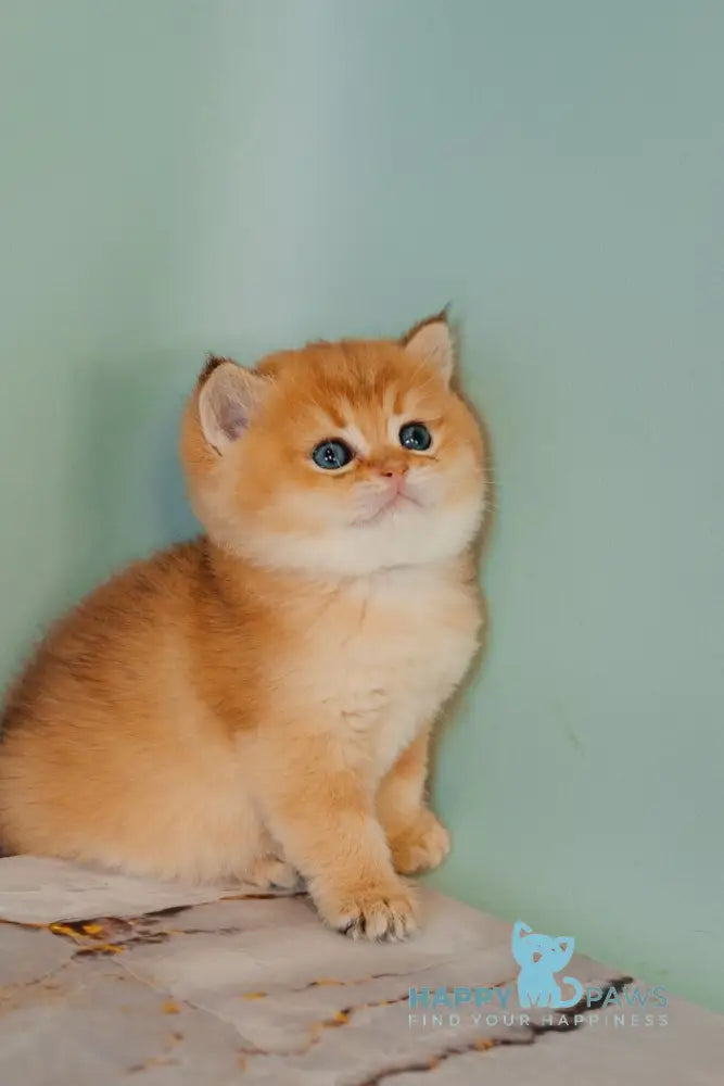 Yason Scottish Straight male black golden shaded live animals