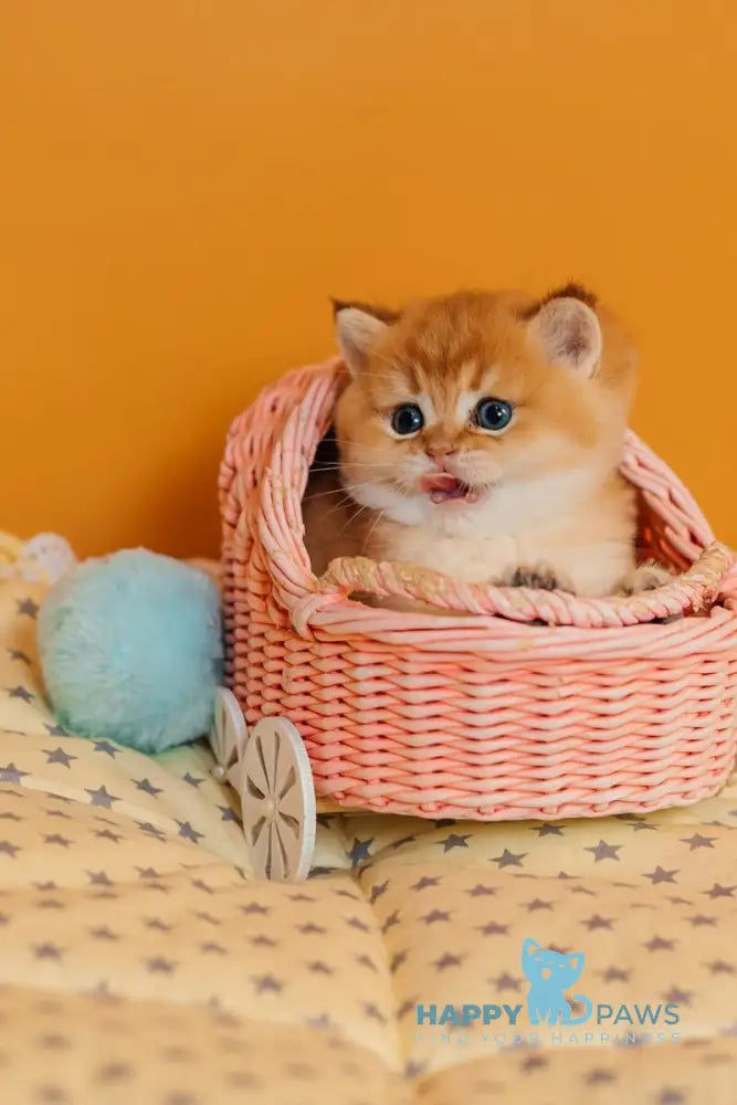 Yason Scottish Straight male black golden shaded live animals